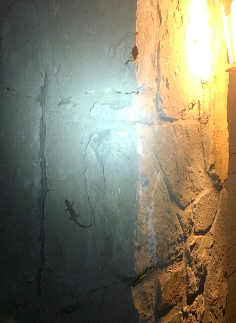 Illustration for article titled A Scorpion, Gecko, and Praying Mantis Are Having A Turf War On The Side Of My House